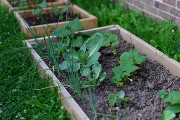 Vegetable Garden Bed with Cabbage, Onions, and Cucumbers – Organic Home Gardening in Summer