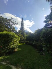 Green Pathway Through a Lush Garden Under a Clear Blue Sky