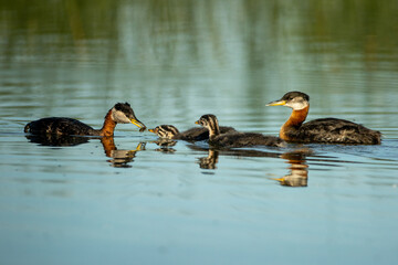 Red-necked Grebe adult with chicks taken central MN