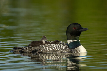 Common Loon family taken in central MN