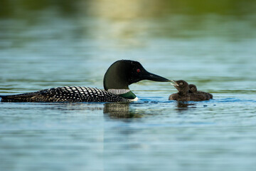 Common Loon adult feeding young taken in central MN