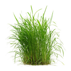 Obraz premium Green grass isolated on transparent background