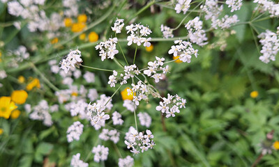 wild flowers in the meadow