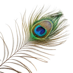 Peacock feather isolated on white background.
