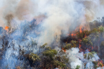Fire raging through vegetation: thick smoke from burning brush.