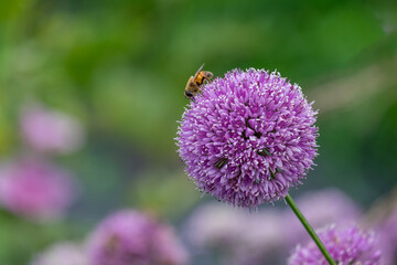 Zierlauch (Allium sp.)
