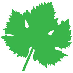 Green maple vector leaf with water drops vector illustration
