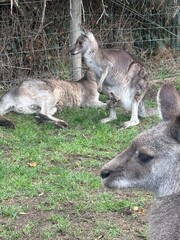 Group of grey kangaroos resting and grazing on green grass in natural Australian bush setting with wire fence boundary creating peaceful wildlife scene