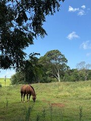Brown horse grazing peacefully in green pasture field under blue sky with white clouds and large...