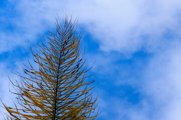 A palm branch with dry leaves in shades of brown and gold projects from the upper right corner,...
