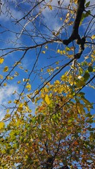 autumn leaves against blue sky