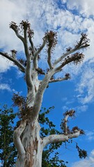 tree in the sky