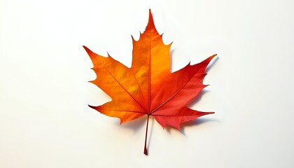 Obraz premium Autumn Maple Leaf on White Background