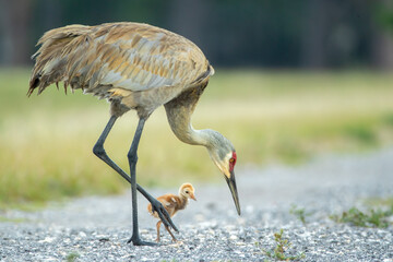 Sandhill Crane with colt taken in central FL