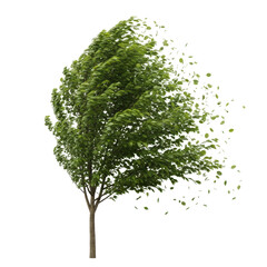Green tree with leaves blowing away. Use this nature illustration for designs about the environment, weather, or seasons.