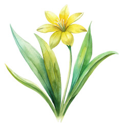 Obraz premium Yellow wildflower isolated on transparent background