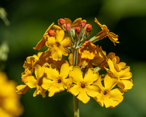 yellow flowers in the garden. Primula.