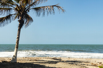 palm tree on the beach