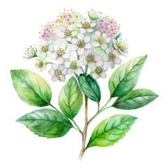Delicate white flower branch isolated on transparent background