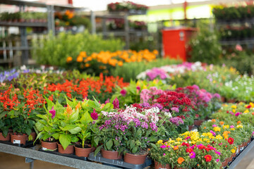 Naklejka premium On shelf there are rows of various ornamental plants for decorating apartment, office, country house, flower beds, patio. Wholesale hypermarket of potted plants, hobby gardening products