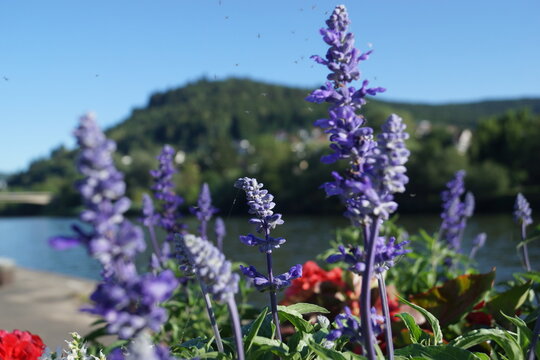 Verschiedene Blumenarten unter blauem Himmel