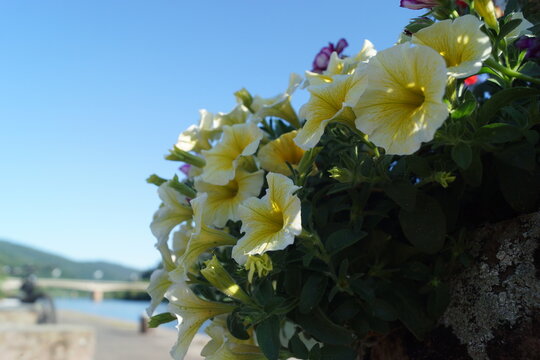 Verschiedene Blumenarten unter blauem Himmel