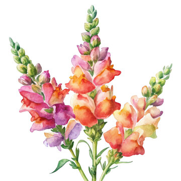 Watercolor snapdragons isolated on transparent background