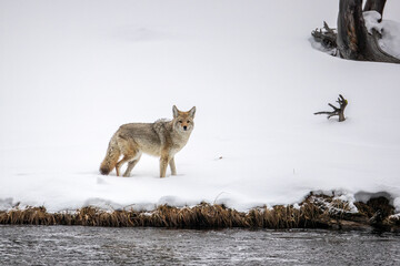 Coyote taken in Yellowstone NP