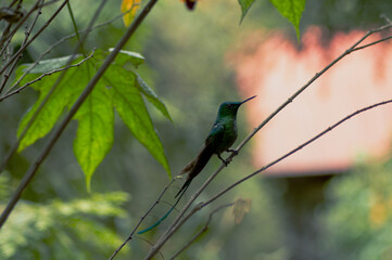 bird on a branch