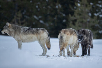 Gray Wolf pack taken in Yellowstone NP
