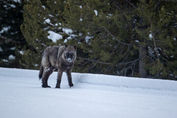 Gray Wolf wapitti pack taken in yellowstone NP