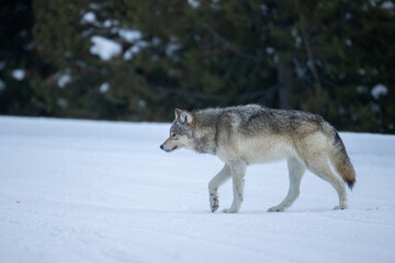 Fototapeta premium Gray Wolf in snow taken in Yellowstone NP