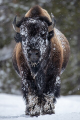 American Bison bull in winter taken in Yellowstone National Park © Stan