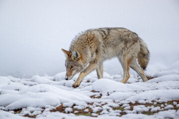 Fototapeta premium Coyote taken in Yellowstone NP