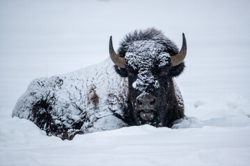 American Bison bull in winter taken in Yellowstone National Park