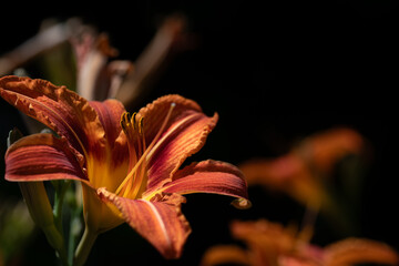 Close-up of orange daylilies glowing in the sun against a dark background. One flower is open and the pollen can be seen.