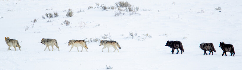Gray Wolf wapitti pack taken in yellowstone NP