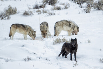 Gray Wolf wapitti pack taken in yellowstone NP © Stan