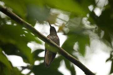 bird on a branch