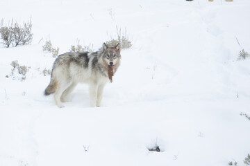 Gray Wolf in snow taken in Yellowstone NP