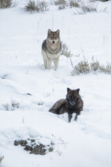 Gray Wolf wapitti pack taken in yellowstone NP