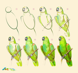 Page shows how to learn to draw from life sketch of the Amazon green parrot. Creation step by step painting with pastel chalks. Educational page for artists. Hand drawn vector illustration.