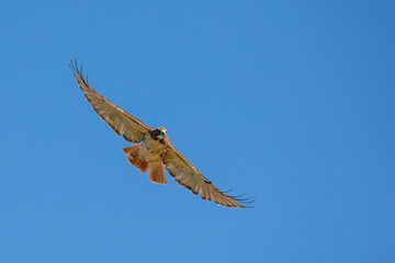 Red-tailed Hawk adult in fight taken in northern MN