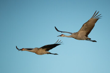Sandhill Crane in flight taken in central Wisconsin
