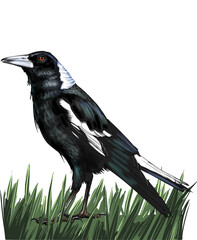 Illustration of the Australian Magpie, a black-and-white bird known for its melodic song and territorial behaviour across Australian landscapes.
