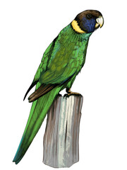 Illustration of the Port Lincoln Ringneck, a colourful Australian parrot with green plumage, yellow collar, and distinctive blue-green head markings.