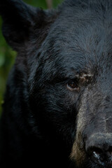 Fototapeta premium Black Bear boar taken in northern MN in the wild