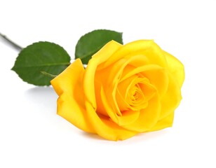 Single vibrant yellow rose on white background