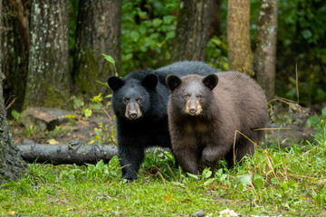 Black Bear cubs in autumn taken in northern MN in the wild