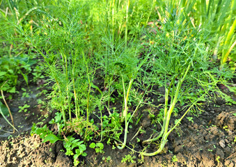 Dill umbrellas. Dill flowering. Selective focus
